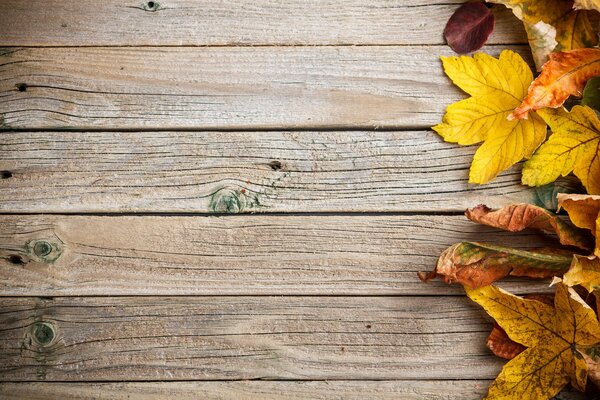 Gelbe Herbstblätter auf Holzboden