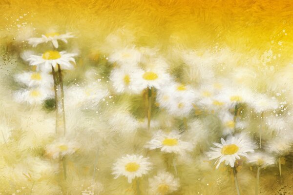 Été, marguerites blanches comme neige dans la Prairie