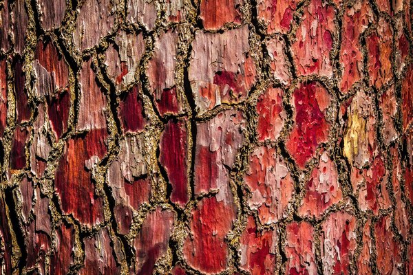 Texture d écorce d arbre rouge