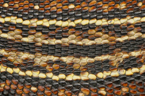 Imagen macro de piel de serpiente