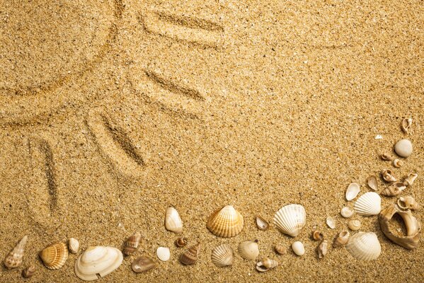 Muscheln auf Sand und Sonne