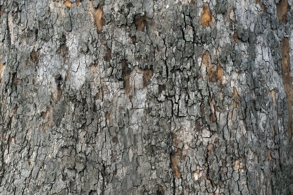 Gray bark of an old tree