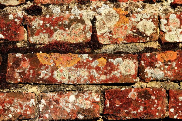 Mur de briques avec des traces de moisissure