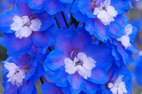 Fiori blu che si avvicinano allo schermo