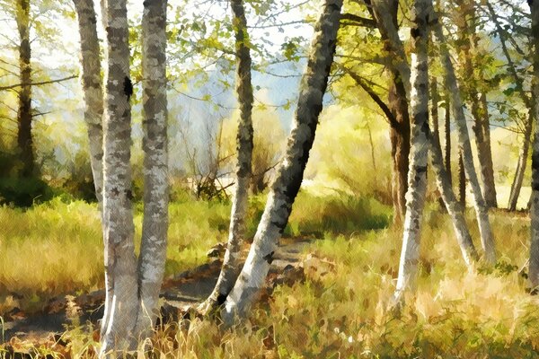 Birch trees grass forest