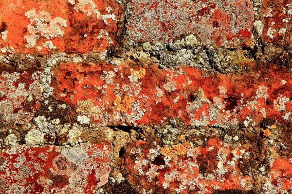 Textura de pared de ladrillo multicolor