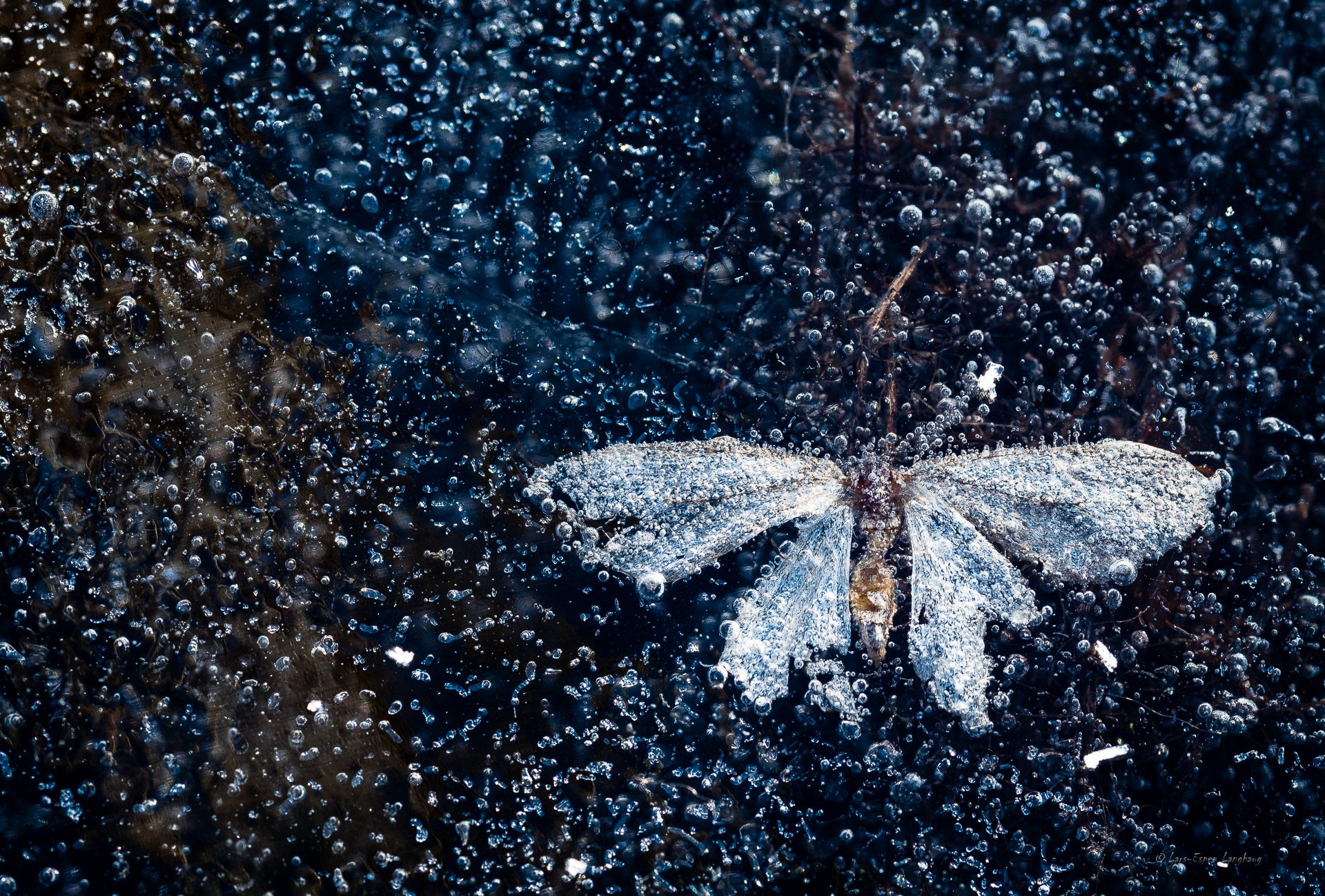 hielo burbujas de aire mariposa