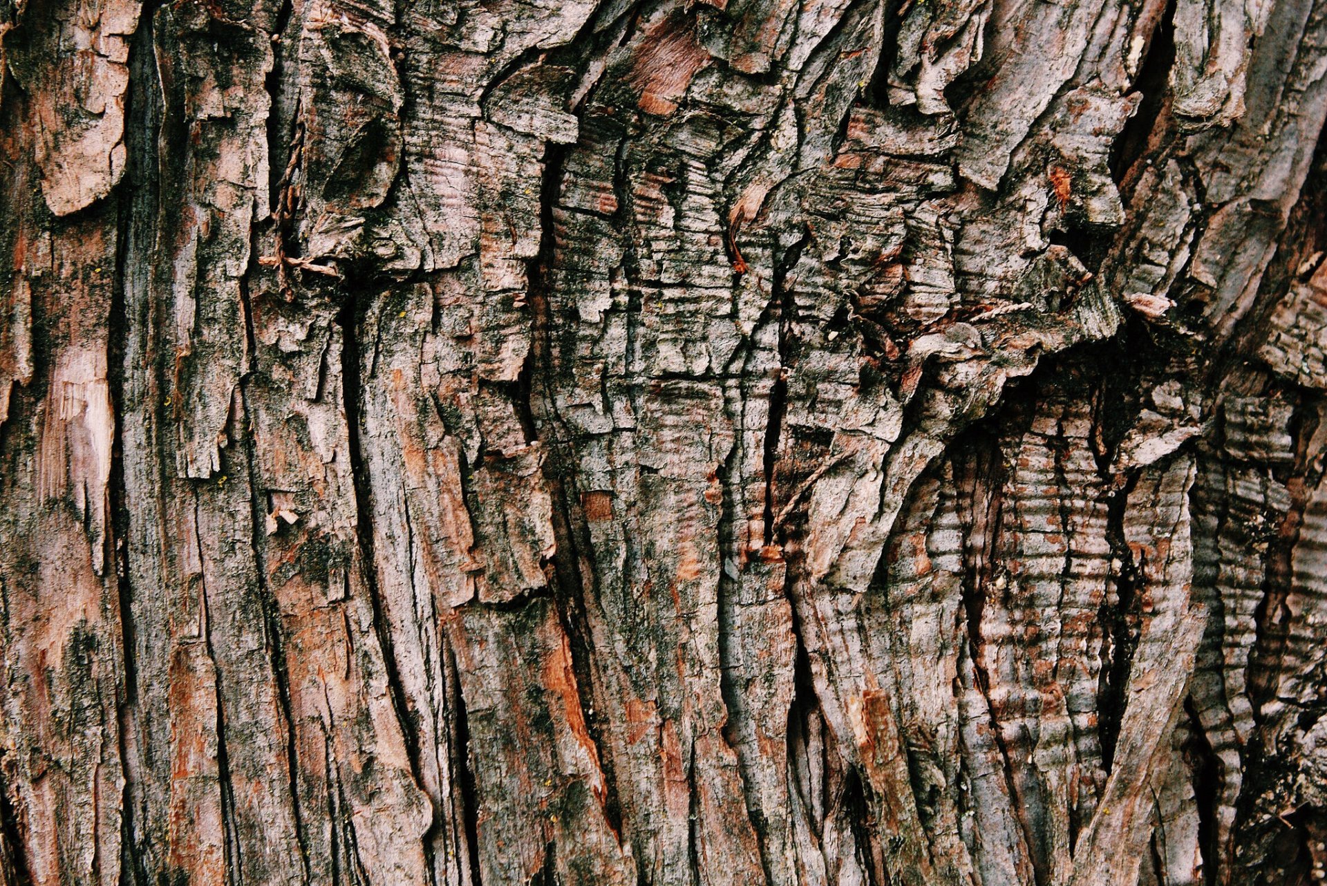 écorce bois texture fond