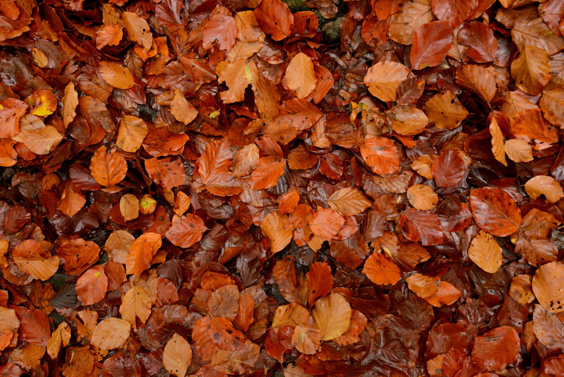 leaves many close up autumn