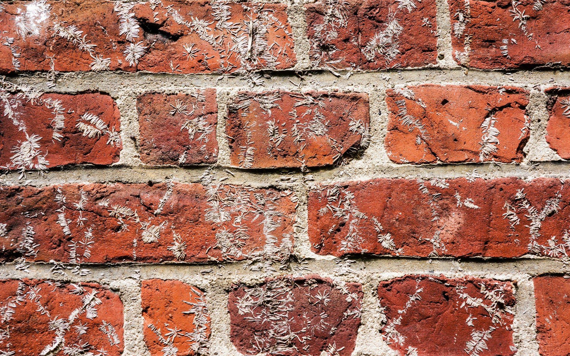 wall brick texture