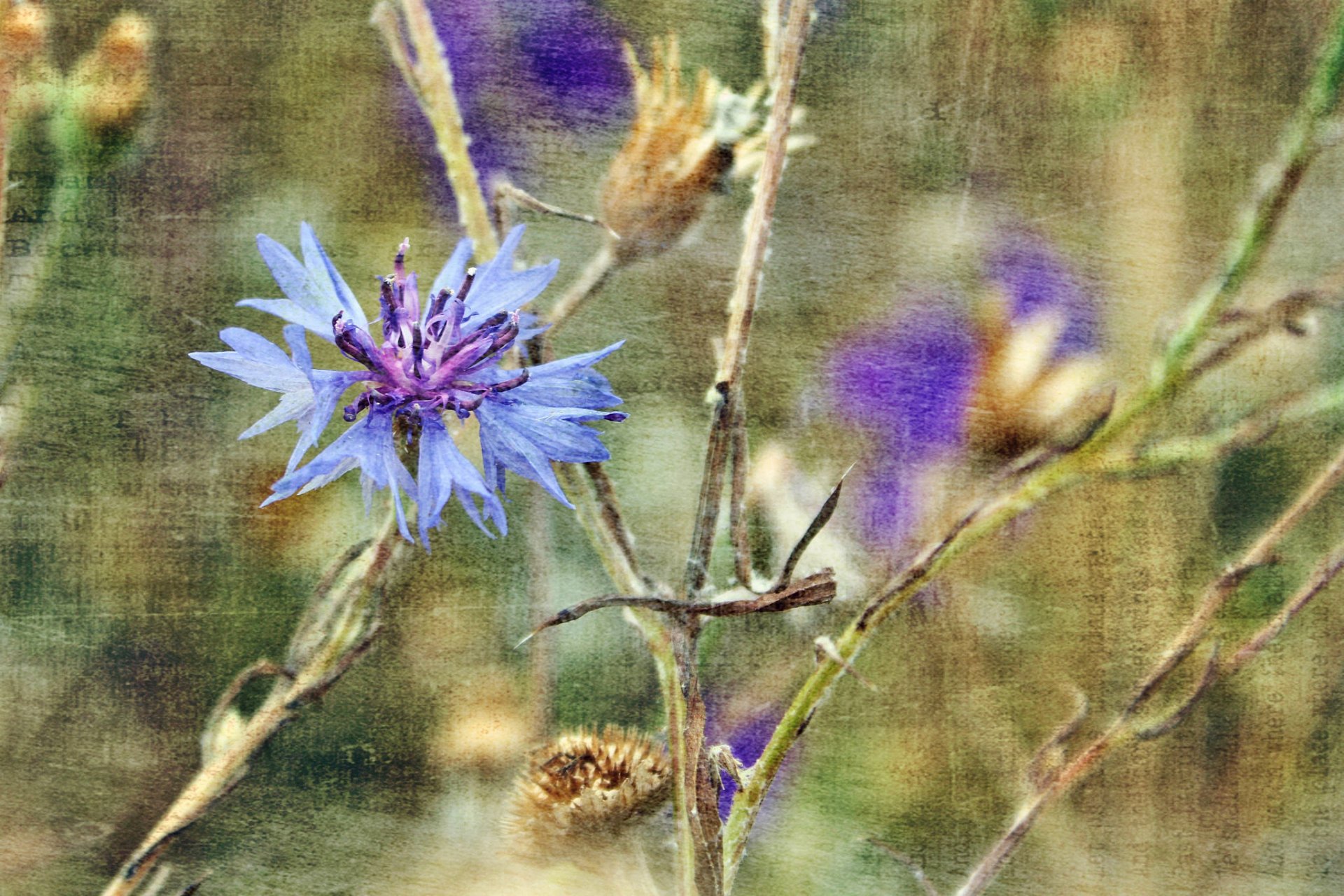 naturaleza flores tallo planta lienzo