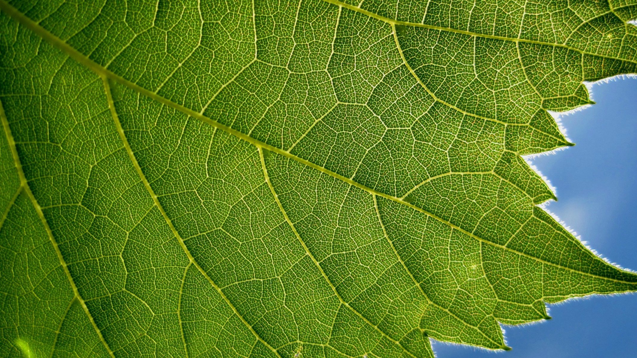 pflanze blatt grün blau