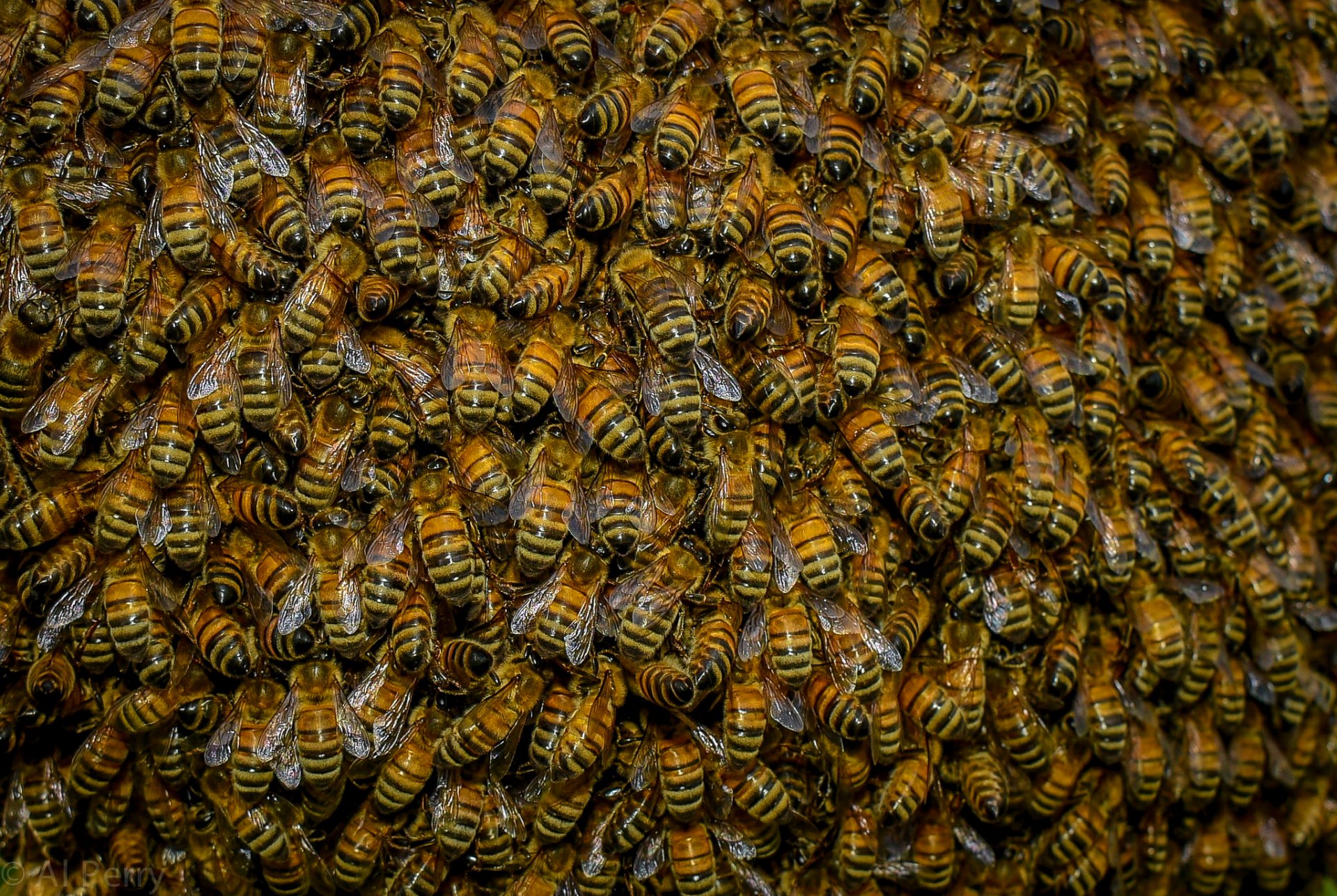 bienen insekt schwarm natur