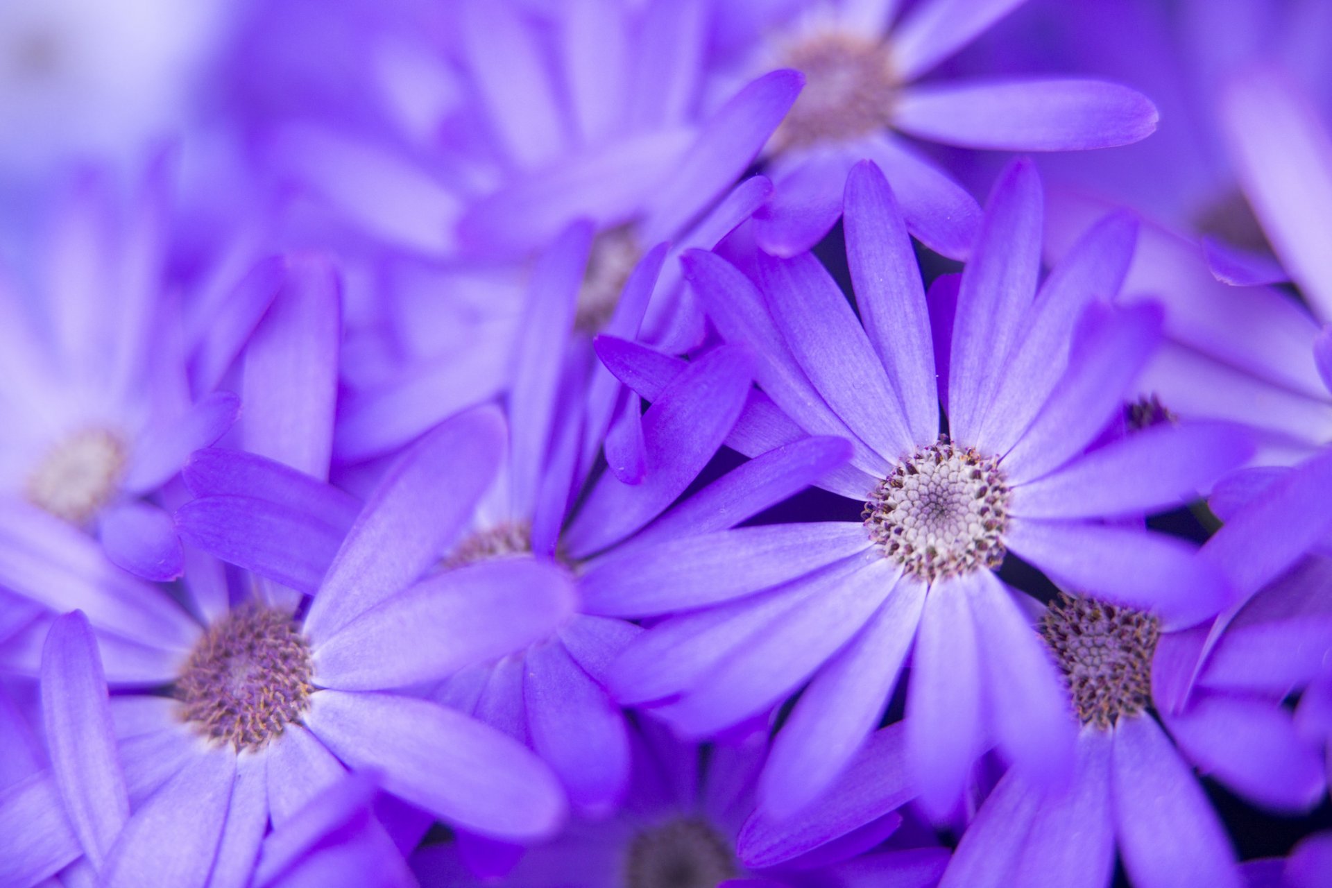 flores pétalos naturaleza macro