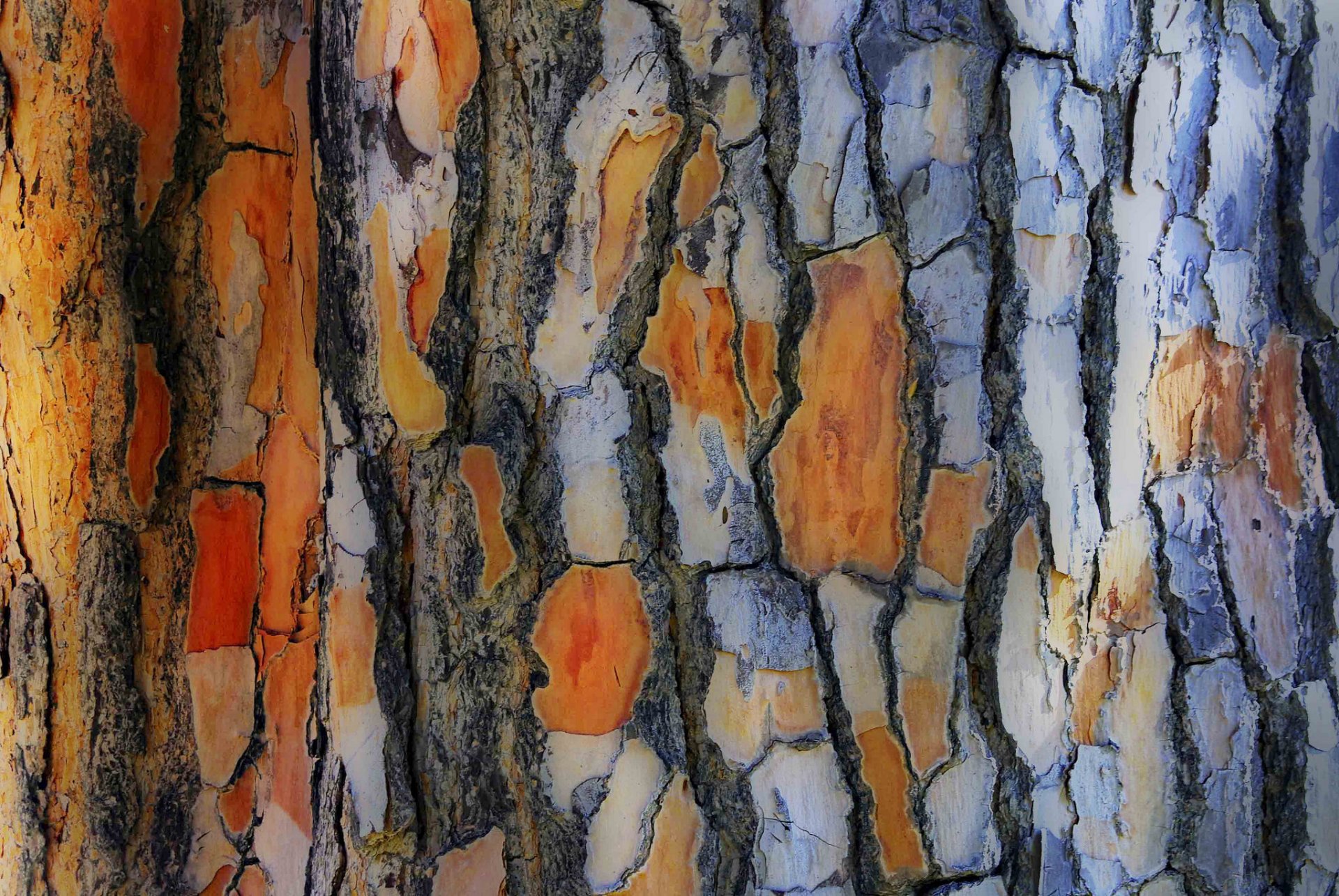 árbol tronco corteza