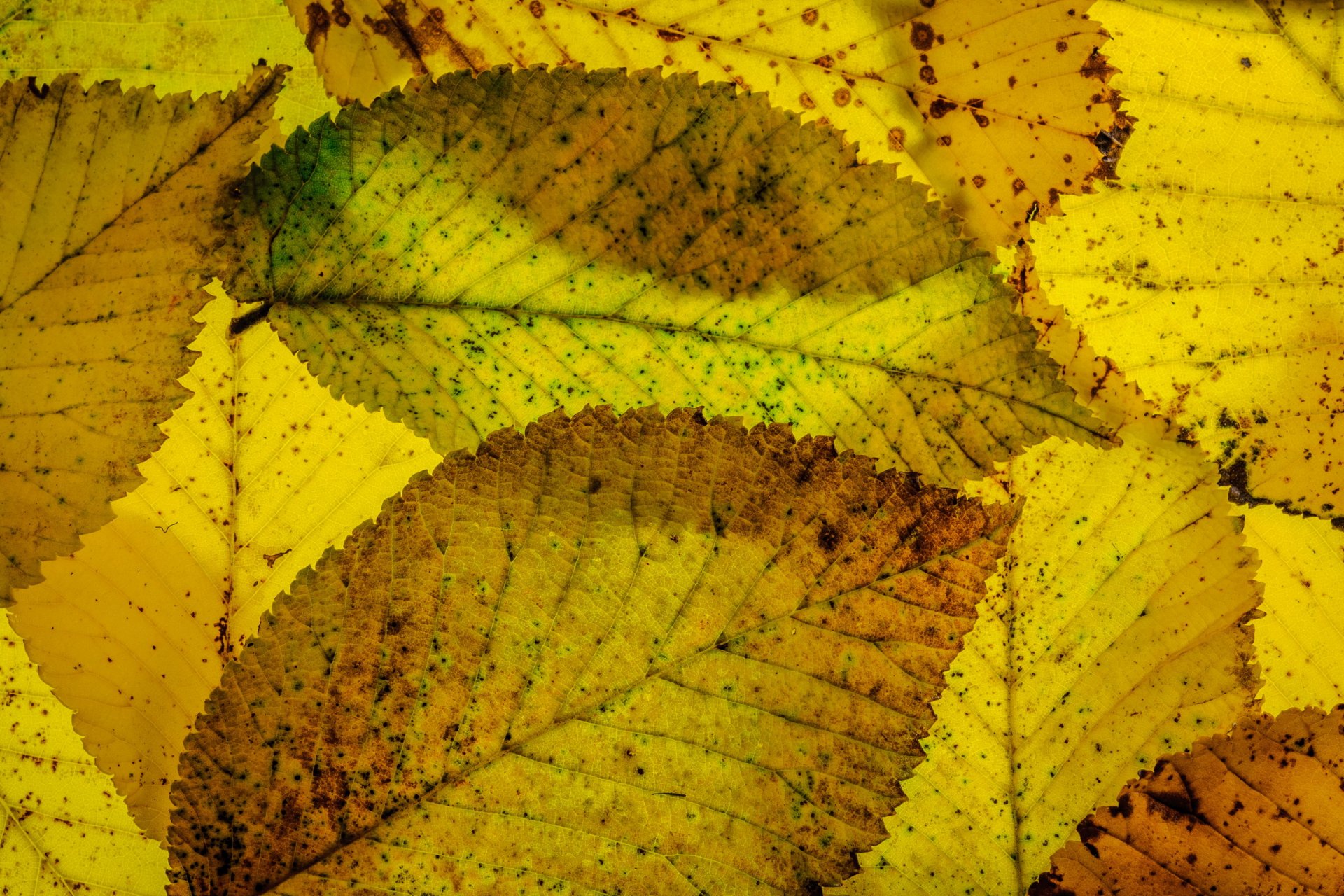 leaves autumn close up