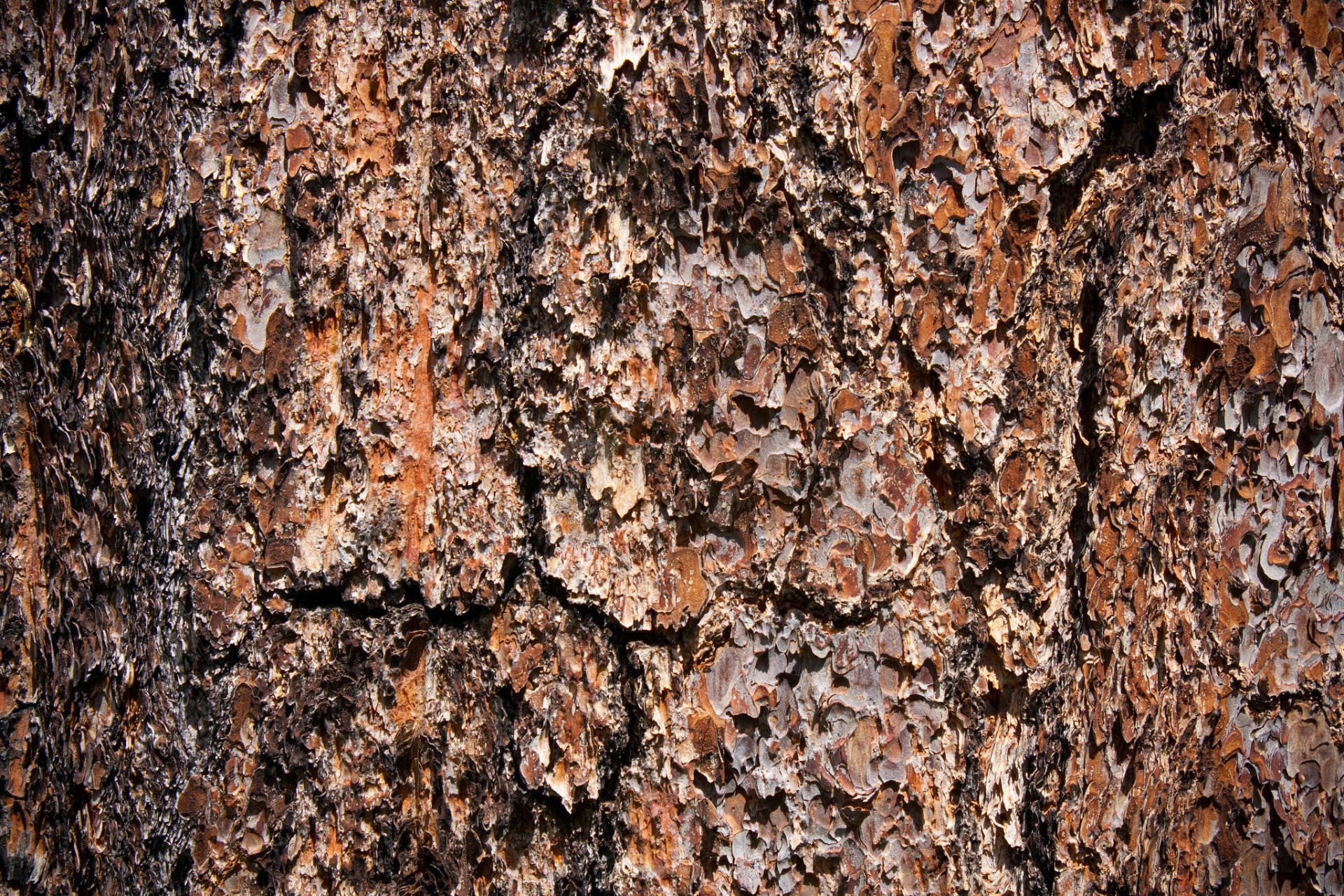 tree textures background