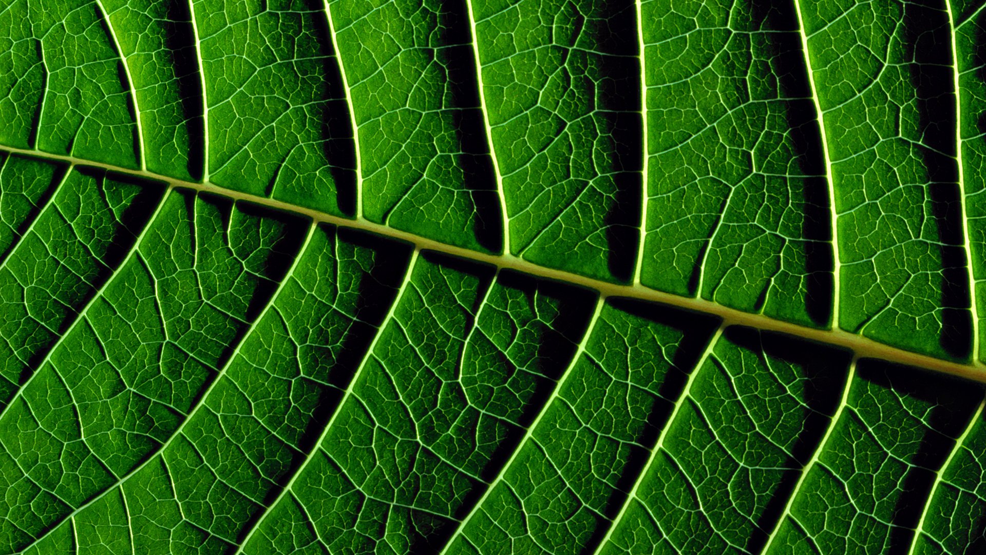 hojas textura verde verde