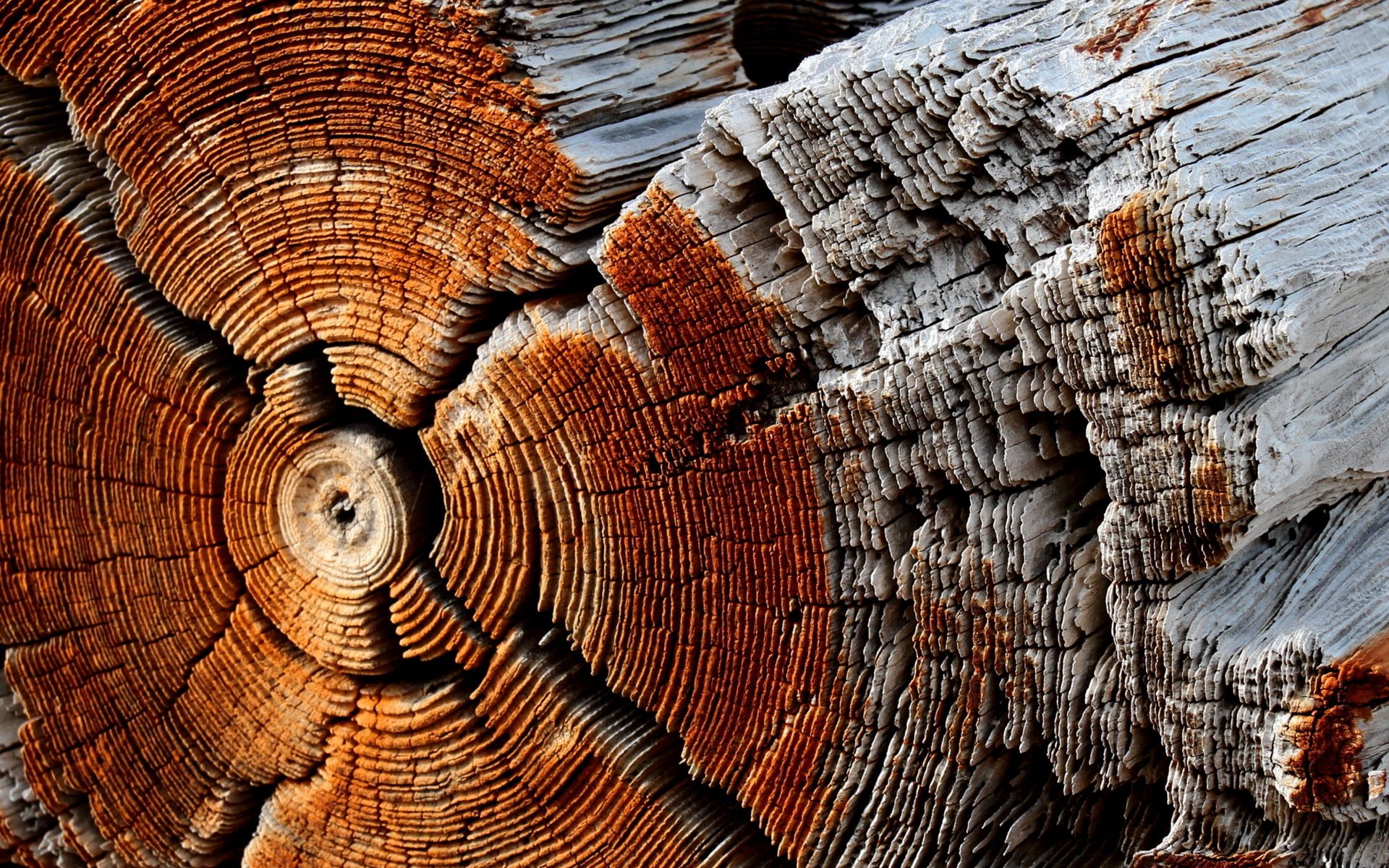 legno struttura sfondo