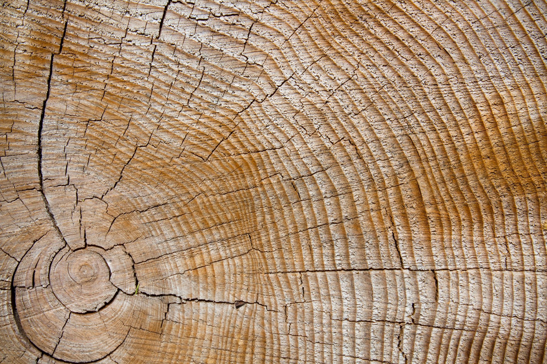 tree textures of the crack ring