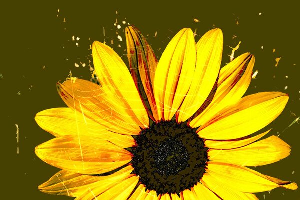 Yellow gerbera in a spider web on a dark background