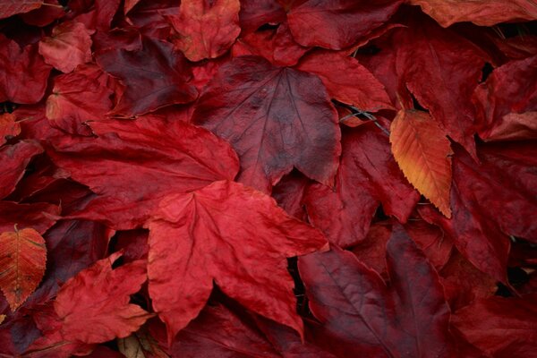 Tappeto di foglie autunnali rosse