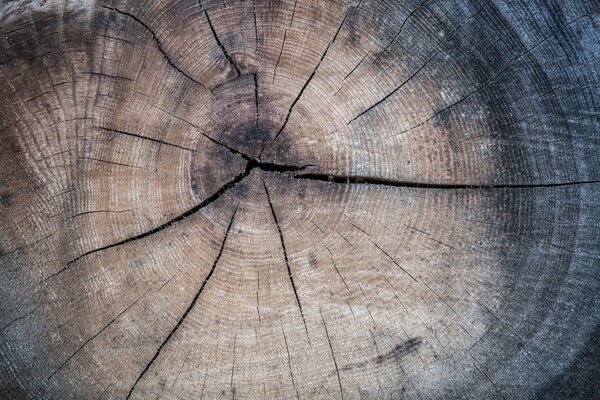 Фон текстуры ствола дерева