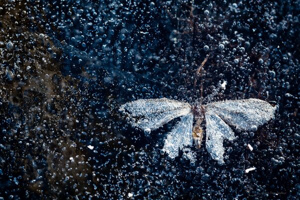 Butterfly under ice and air bubbles
