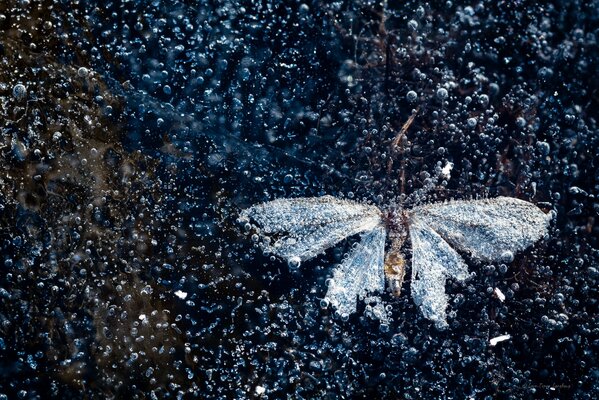 Mariposa bajo hielo y burbujas de aire