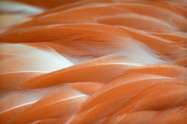 Foto Makto di piume color salmone