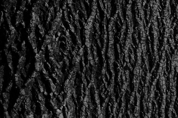 Sfondo di corteccia di ebano texture