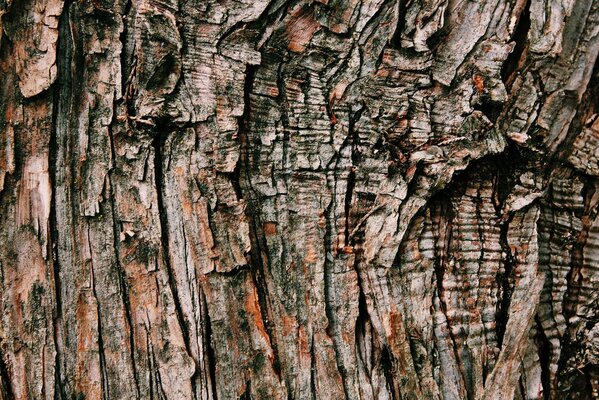 Fondo textura de corteza de árbol