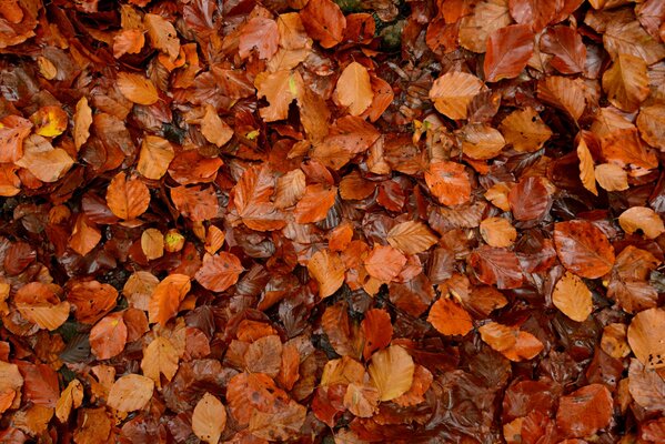 Hintergrund aus vielen Herbstblättern