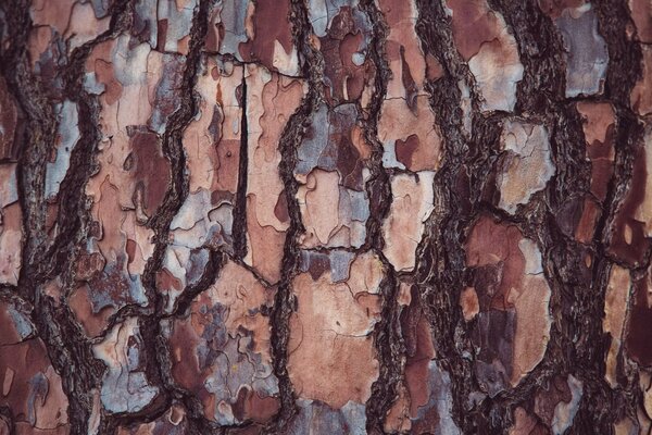 Fond de texture représentant l écorce d un arbre