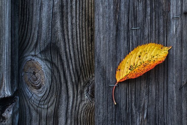 Yellow leaf, wooden fence