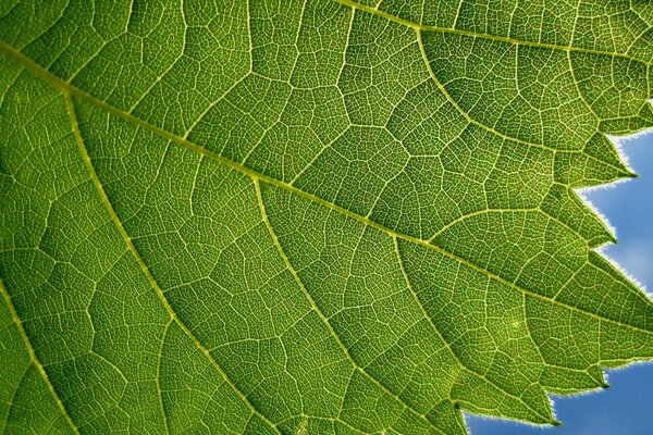 Grünes Blatt Nahaufnahme auf blauem Himmelshintergrund