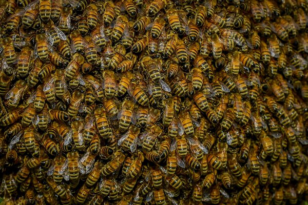 Ein Schwarm von summenden Bienen in der Straße