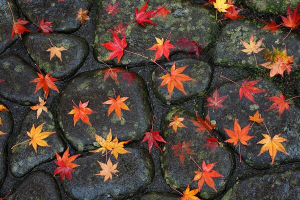 Camino de puente en otoño con hojas y piedras