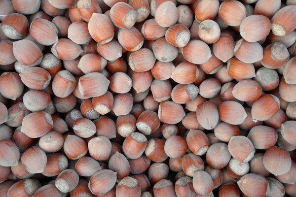 A large pile of hazelnuts with a white coating