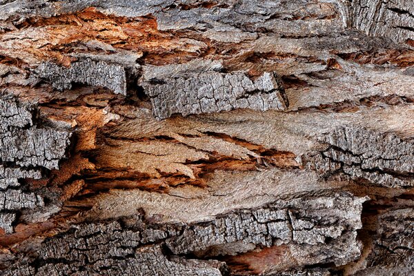 Tree bark photo background