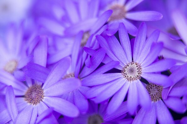 Flowers lilac macro nature