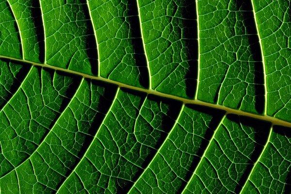 Textura de la hoja verde jugosa