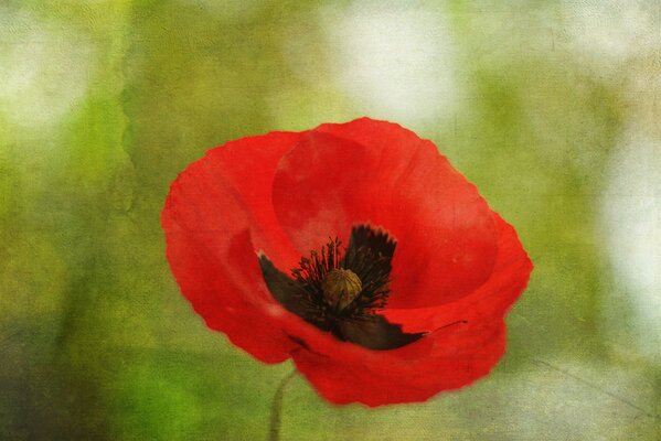 Poppy flower on a blurry green background