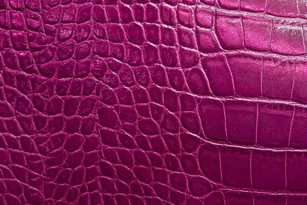 Peau d alligator de couleur violette