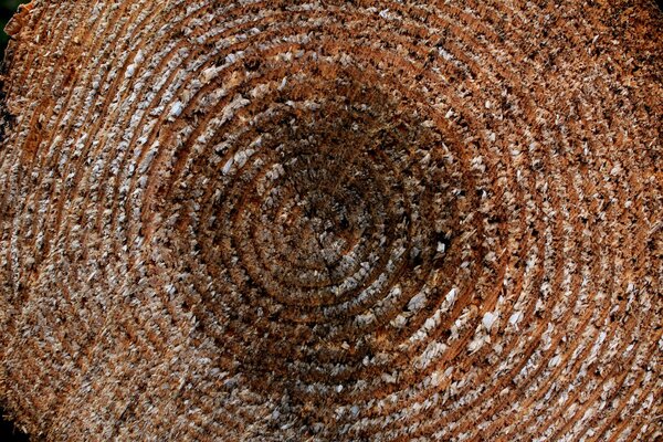 Texture on a log cabin of a tree with rings