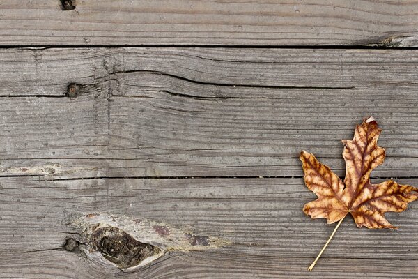 Hoja de arce de otoño contra el fondo de la tabla de madera