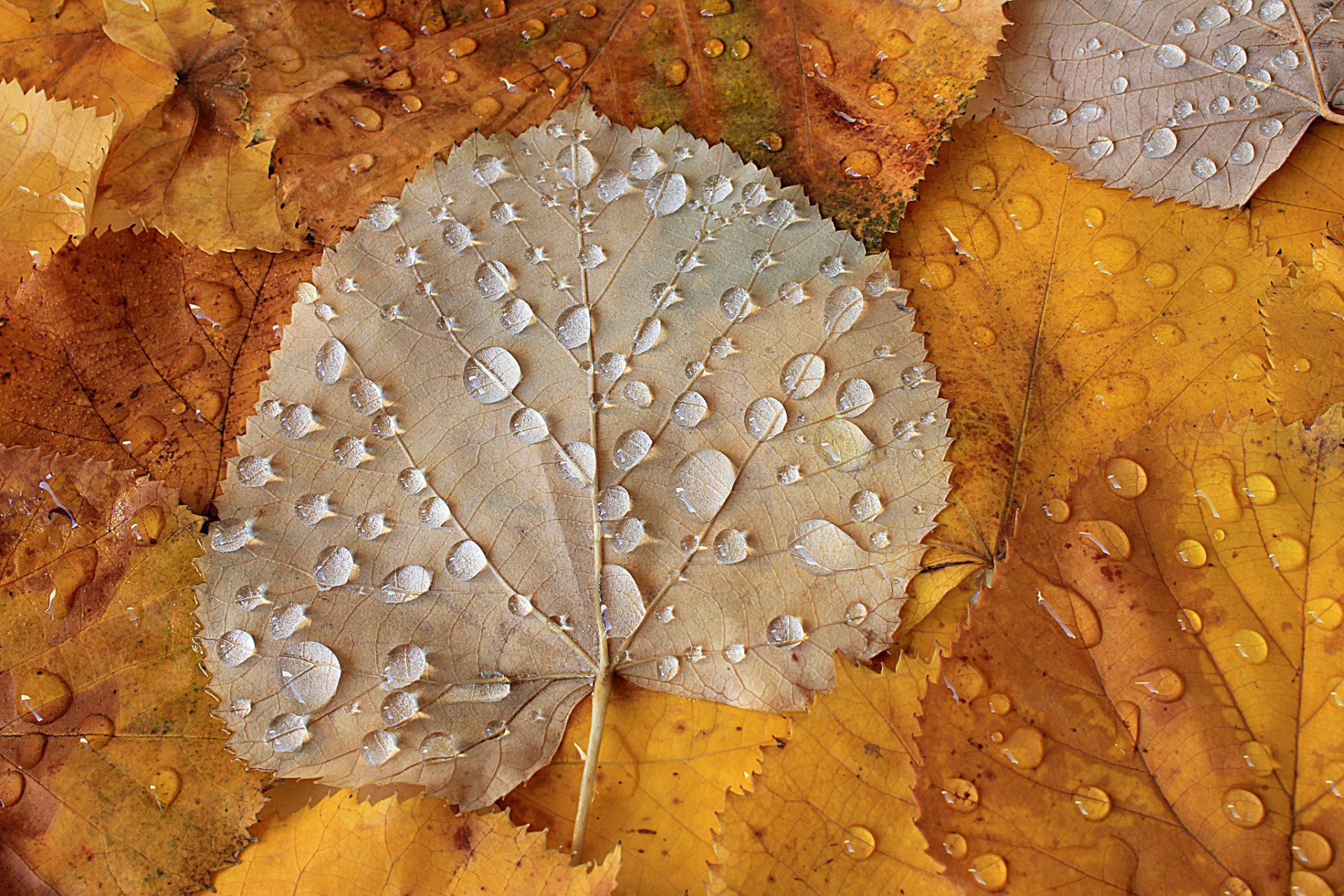 hojas de otoño otoño hojas gotas