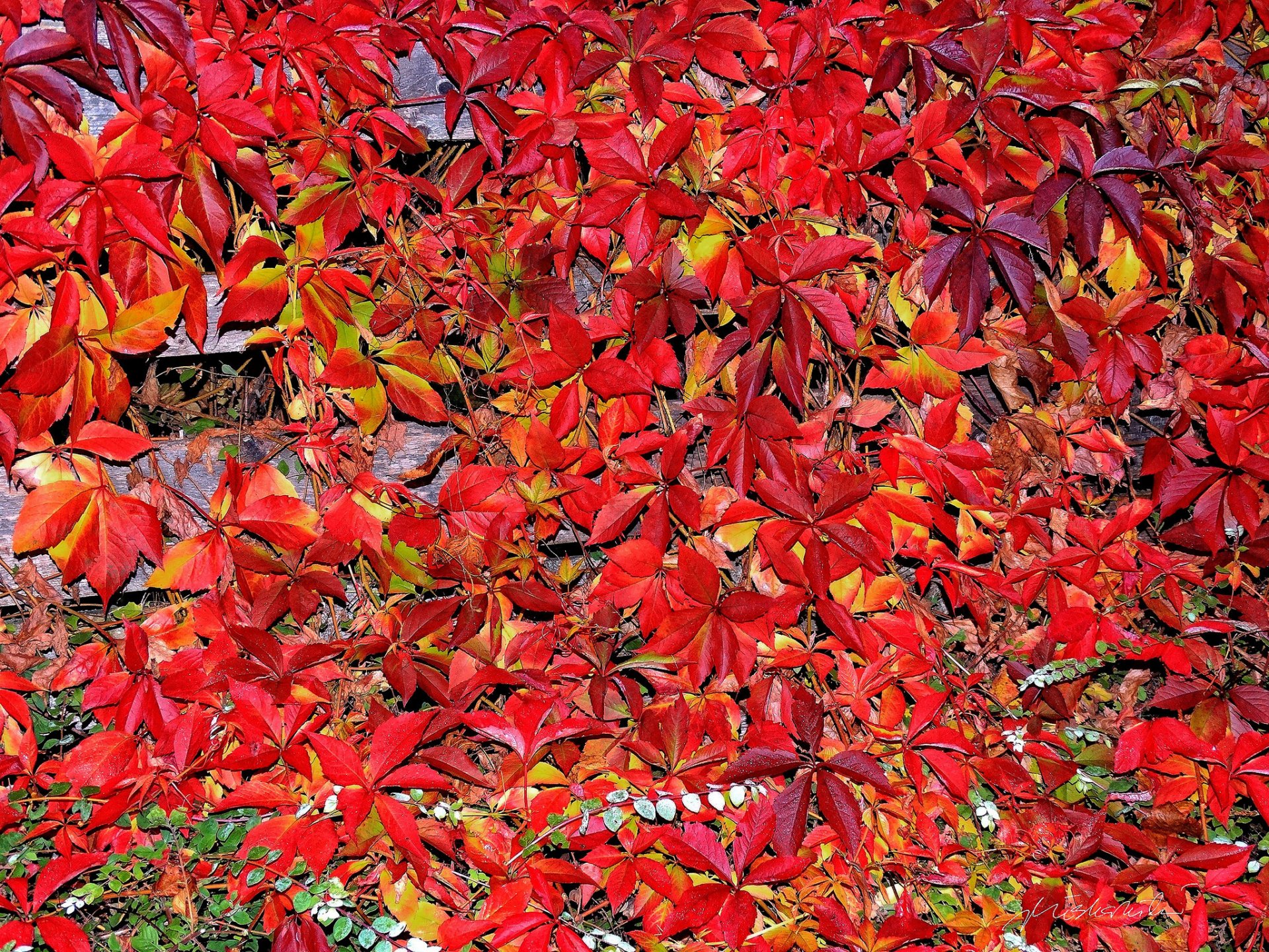 hojas otoño alfombra púrpura