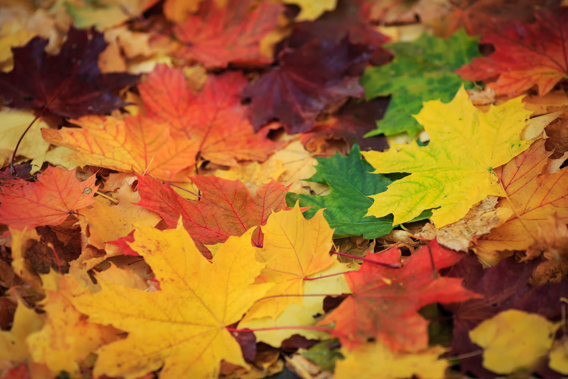 golden autumn leaves flower