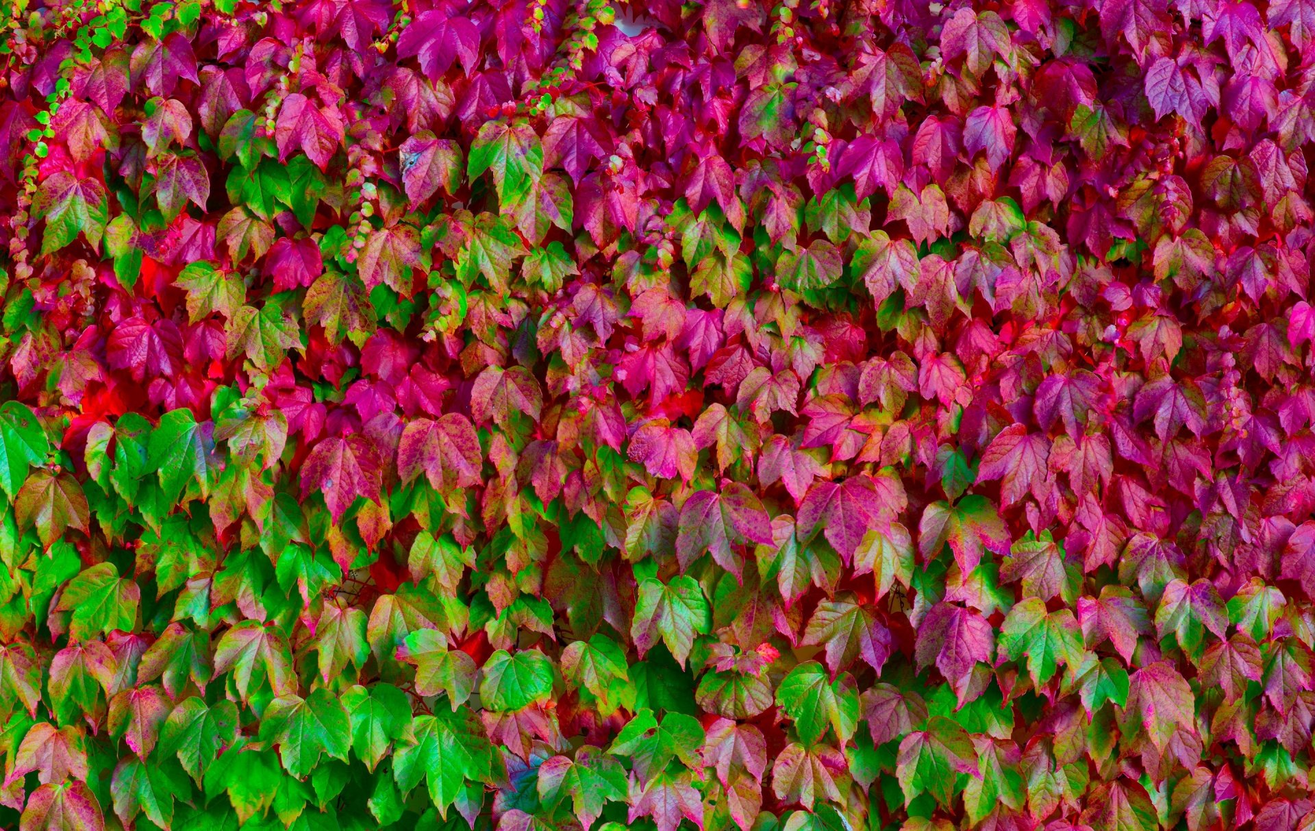 feuilles beaucoup couleurs vert rose macro texture